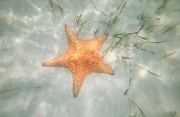 Stingrays and Starfish Point Tour