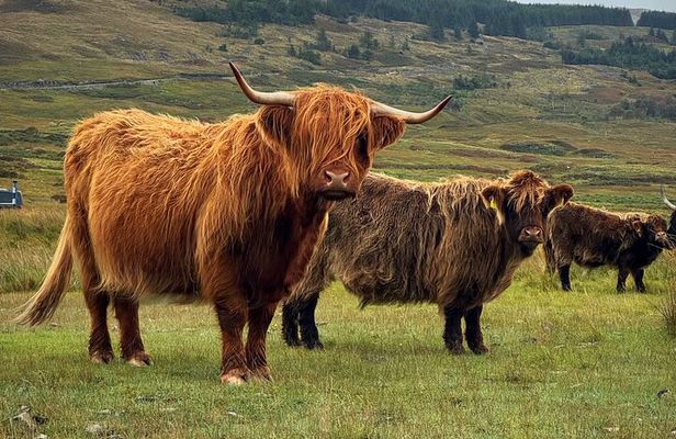 Edinburgh: Lochs, Castles, Glencoe, Coos & Highlands Tour