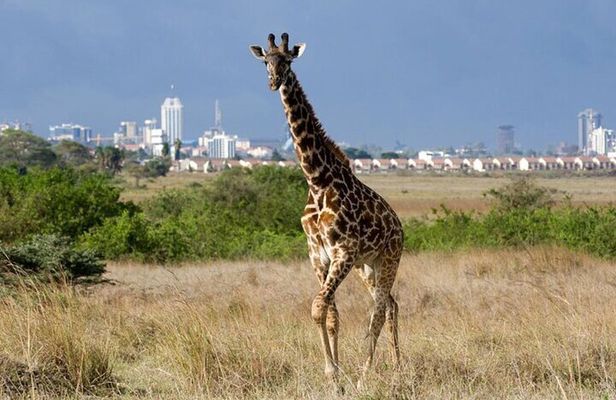 Group Joining Nairobi National Park and Giraffe Center 