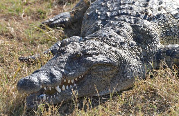 Full Day Chobe Trip with Lunch 