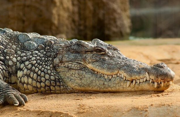 Round Trip Gambia - Crocodile Pool, School Visit & More!
