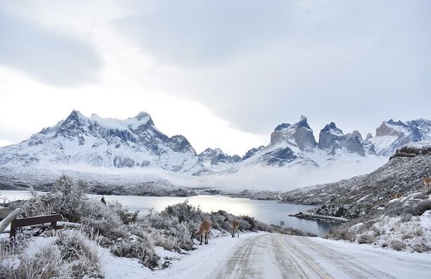 Torres del Paine Winter / Fauna sighting at your leisure
