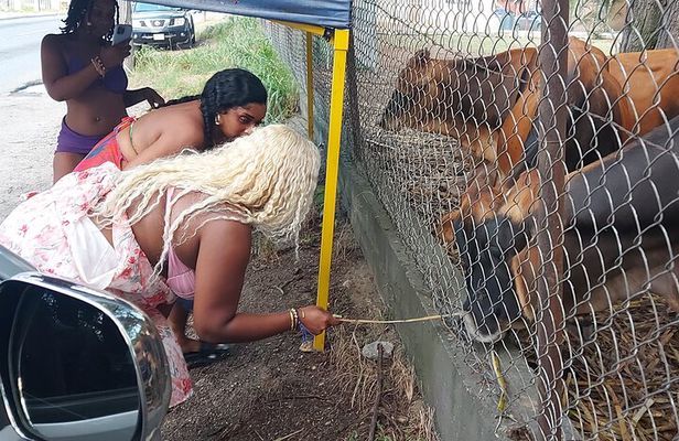 Historic and Scenic Island Tour of Antigua