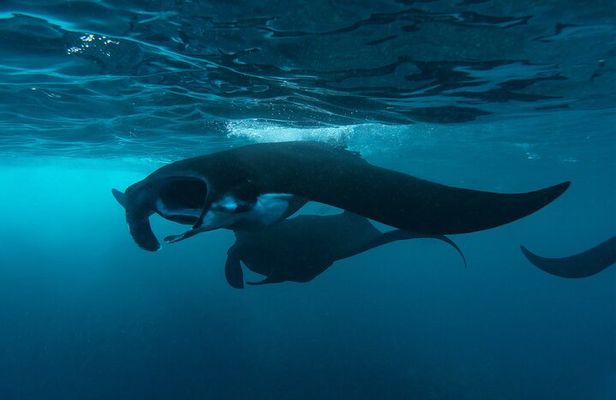 Nusa Penida day trip: boat, 4 snorkeling, Manta rays & Land tour