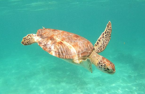 Swimming with turtles, 2 cenotes & gopro