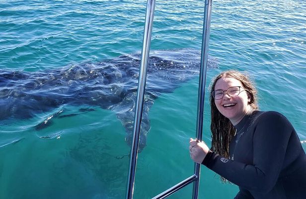 Swim with Whale Sharks #1 MUST DO IN LA PAZ