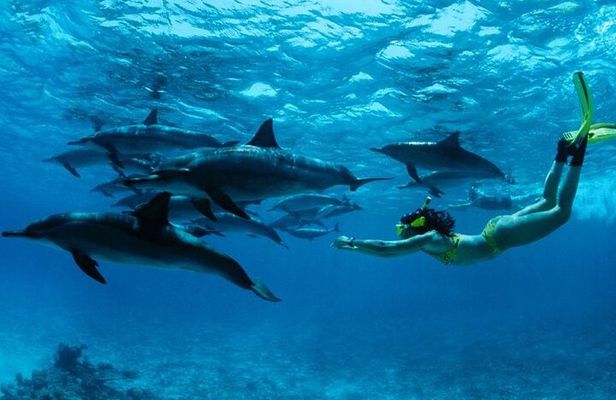 Mnemba Island Snorkeling and Swimming with Dolphin Full Day Trip