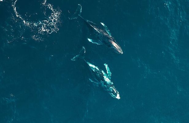 Waikiki Whale Watching Cruise