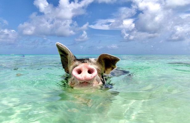 Nassau Swimming Pigs and Private Beach Club Escape