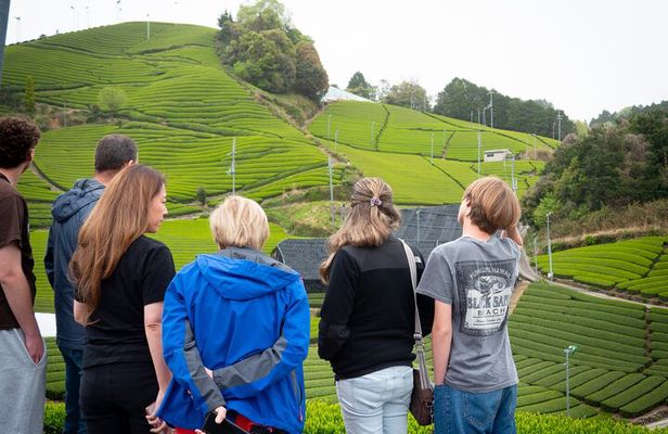 Half Day Nara and Matcha Farm Private Van Tour