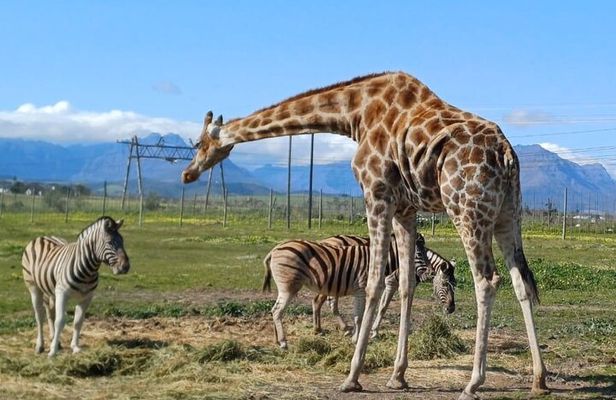 Cape Town Wine Tasting and Giraffe House, Cheetah Encounter Tour