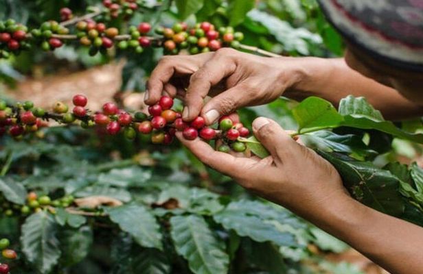 Coffee Farm Tour (Fairview)
