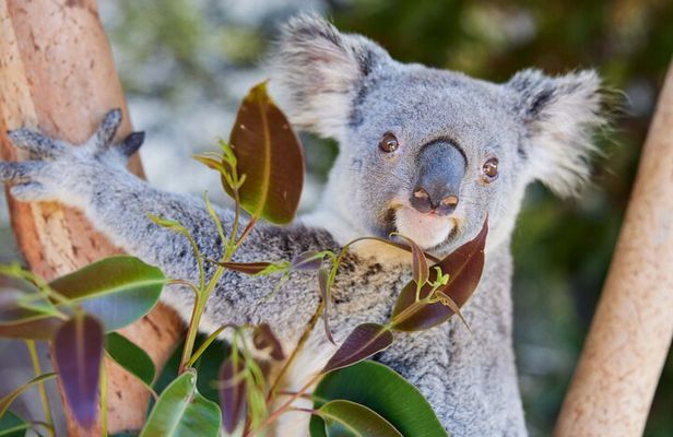 Newcastle: Animal Lovers Tour - Kangaroos, Dolphins & more!
