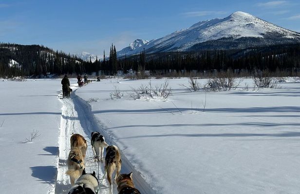 Winter Dog Sledding in Fairbanks