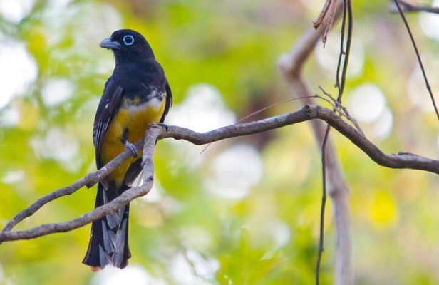 Avellanas Wildlife Walk