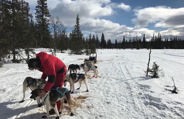 Dogsledding in the Heart of Alaska