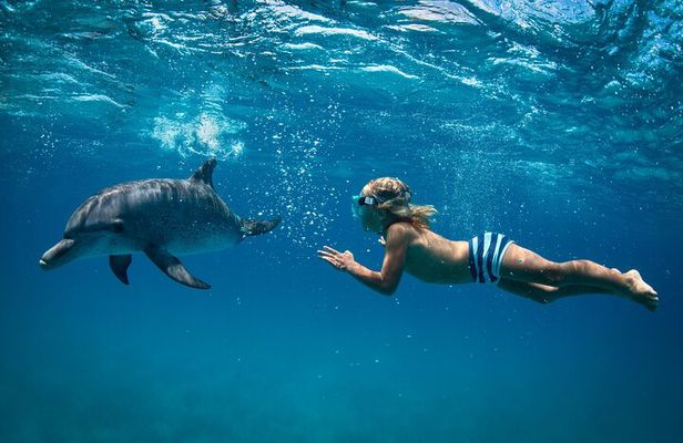 Dolphin House Reef Snorkeling Trip With Transport – Marsa Alam