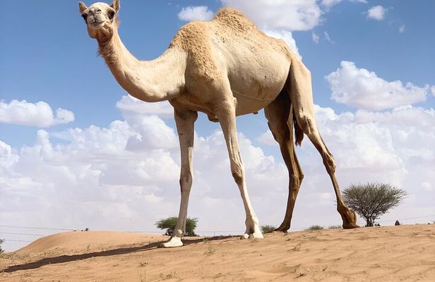 2 Days Wadi Bani Khliad and Wahiba Desert Overnight private Tour