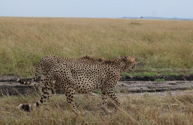 5-Day Private Safari on Amboseli Nairobi and Masai Mara Adventure