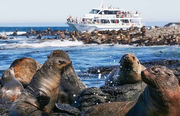 Phillip Island Wildlife Cruise and Penguin Tour from Melbourne