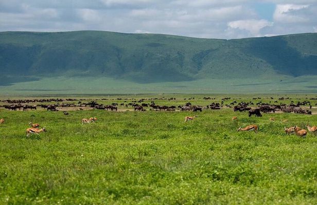 Private Day Journey Through The Heart Of Ngorongoro Crater