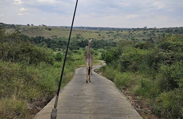 Nairobi National Park Private Half Day Tour with Pick up