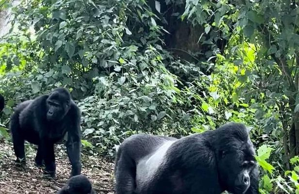 2 Days Private Gorillas Tracking in Volcanoes National Park