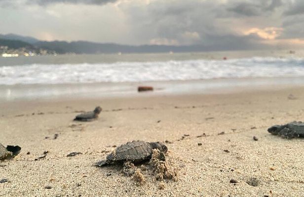 Conservation in Action Frees Sea Turtles Puerto Vallarta