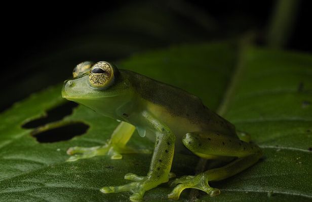 Nature Tour in the Monteverde Cloud Forest
