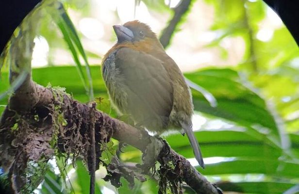 Guided Walk through the Monteverde Cloud Forest – Flora & Fauna