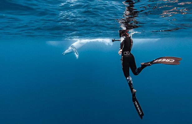 Private tour whale watching and snorkeling in Moorea