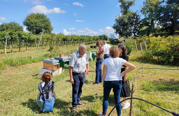  Beekeeping Farm Tour and Tasting Experience in Lazise