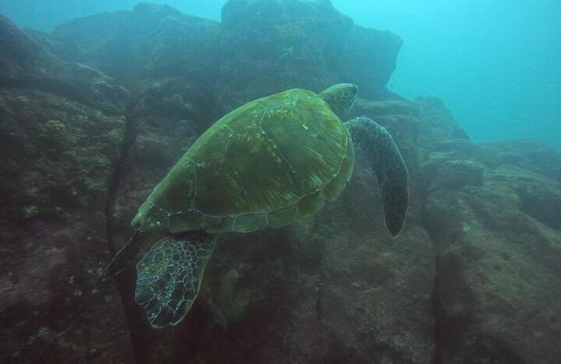 CIG Discovery Diving Tour