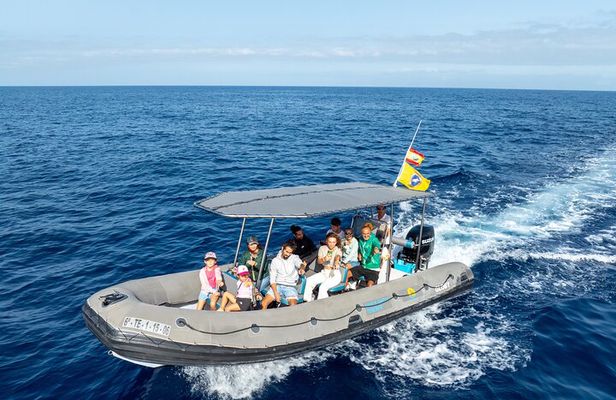 Whale Watching Eco-Adventure from Costa Adeje 