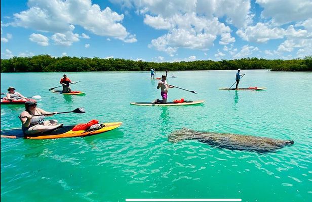 Dolphin, Manatee and Sea Turtle Adventure Tour of Bonita Springs