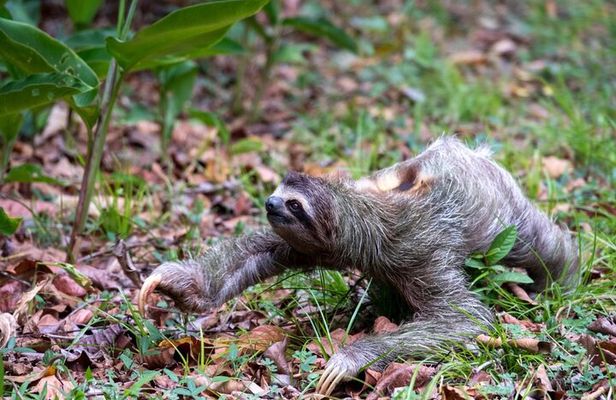 Sloths and Monkeys Roatan Island and Beach Break Private