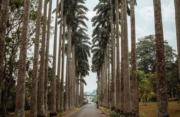 Explore Aburi Botanical Gardens And Boti Falls