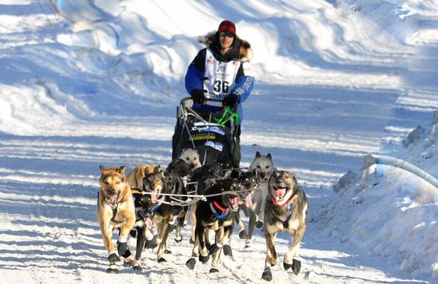 Dog Sledding with Alaskan Huskies