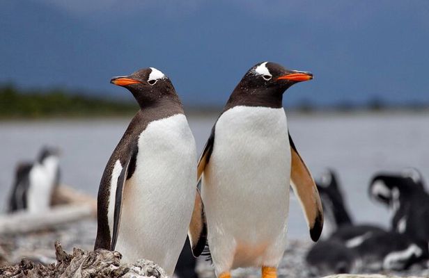 Guided Penguin Watching Tour and Centolla Route