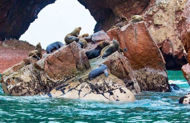 1 day tour to Ballestas Islands and Paracas National Reserve