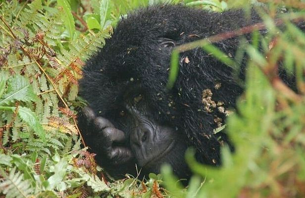 3 Days Uganda Mountain Gorillas Trekking to Bwindi from Kigali