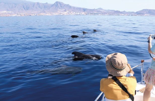 Whale watching in Tenerife. Atlantic Eco Experience