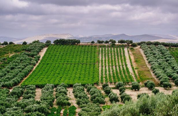 Heraklion Private Olive Oil and Wine Gastronomy tour with Lunch