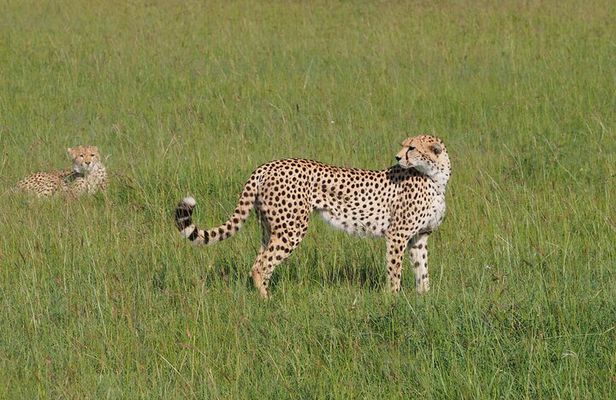 2 days 1 Night Tsavo East National Park Safari from Diani/Mombasa