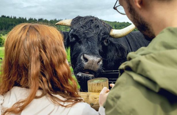 Edinburgh to the Scottish Highlands: Whisky, Views & Hairy Coos