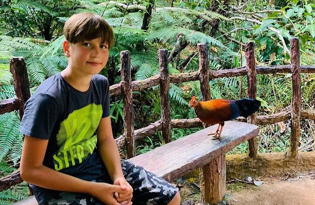 Sinharaja Rain Forest Day Tour from Mirissa, Galle, Bentota Area