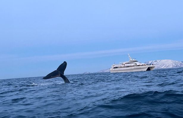 Whale Safari in Tromso