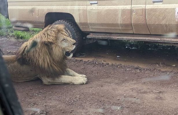 3-Day Safari to Ngorongoro, Tarangire & Lake Manyara NP