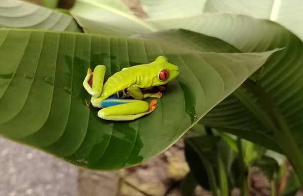 Coffee Tour with Poás Volcano and La Paz Waterfalls from San José