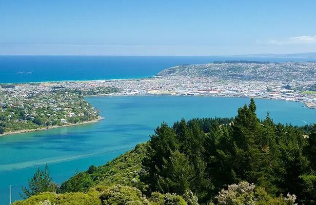 Skyline Dunedin City & Otago Peninsula Small Group Tour (Max 10)